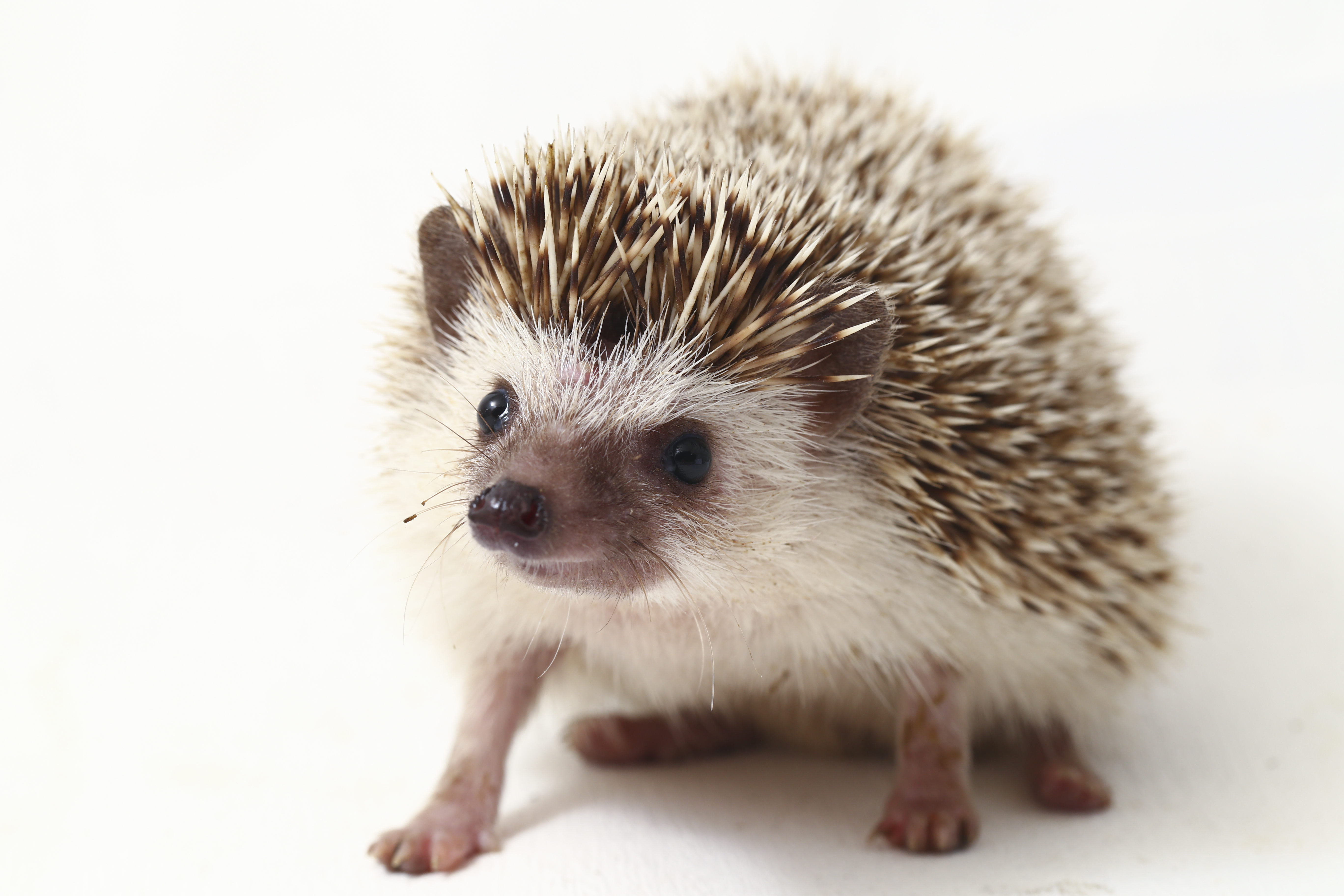 Hedgehog Logo