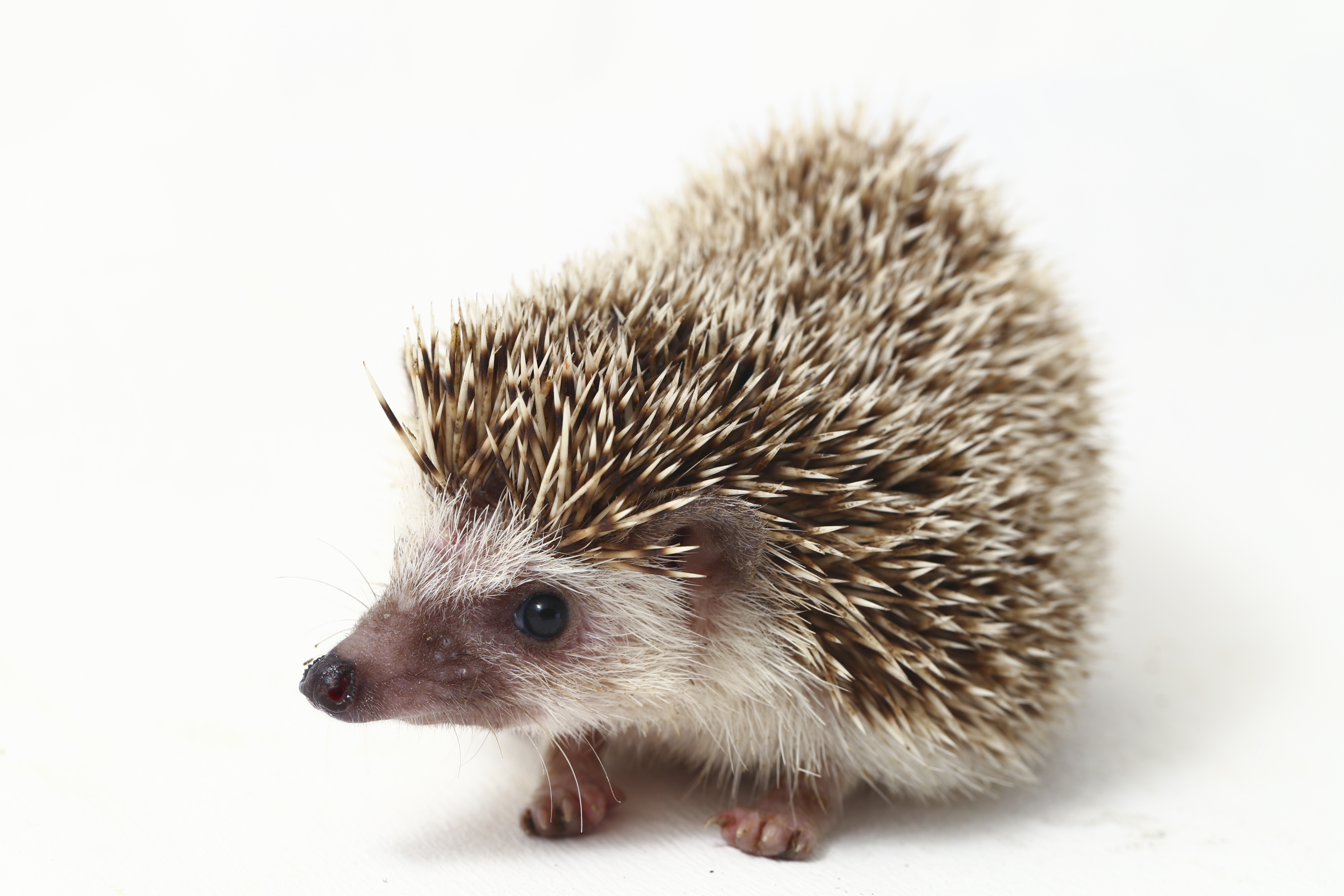 Aura the Hedgehog