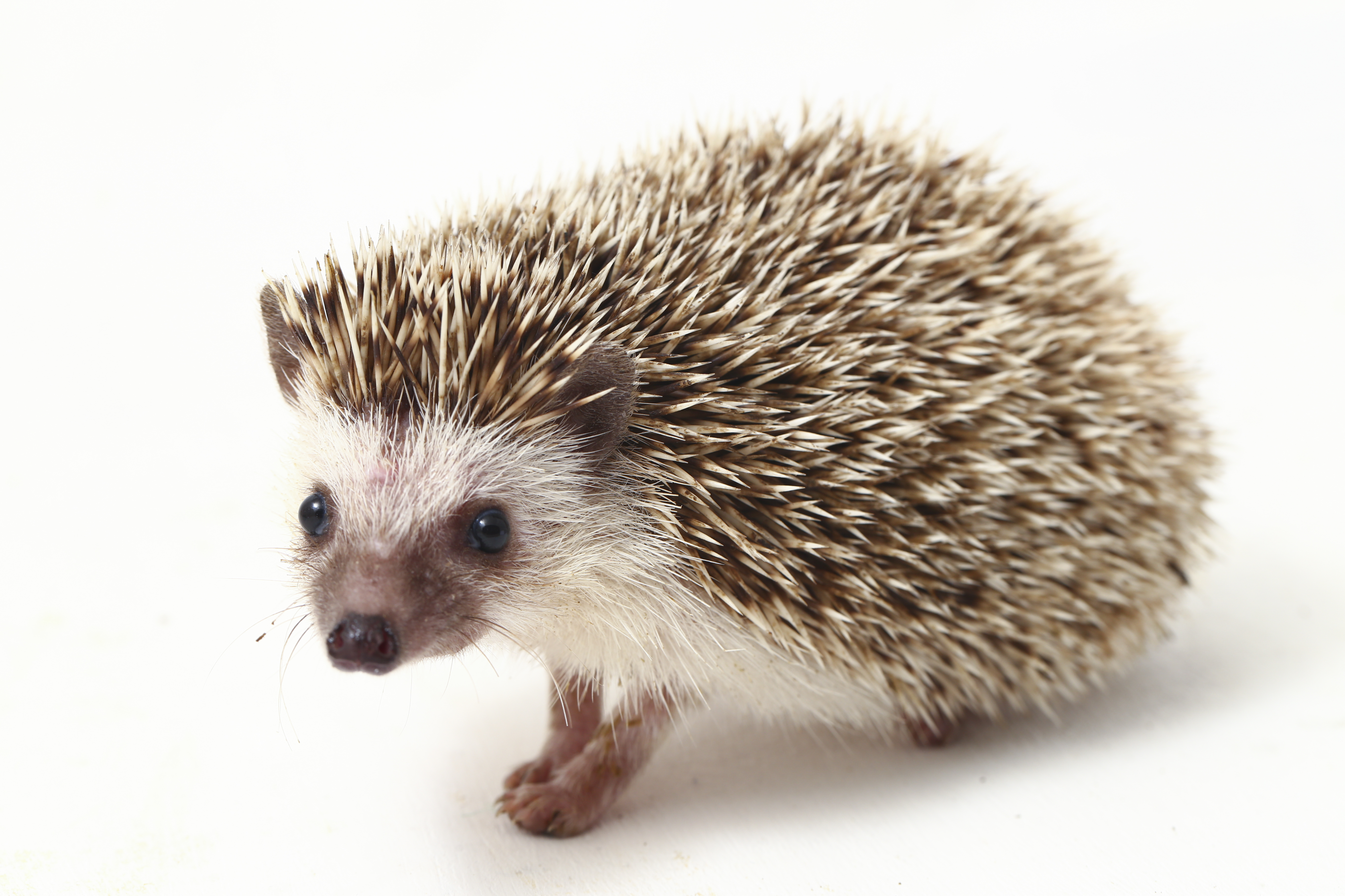 Spike the Hedgehog