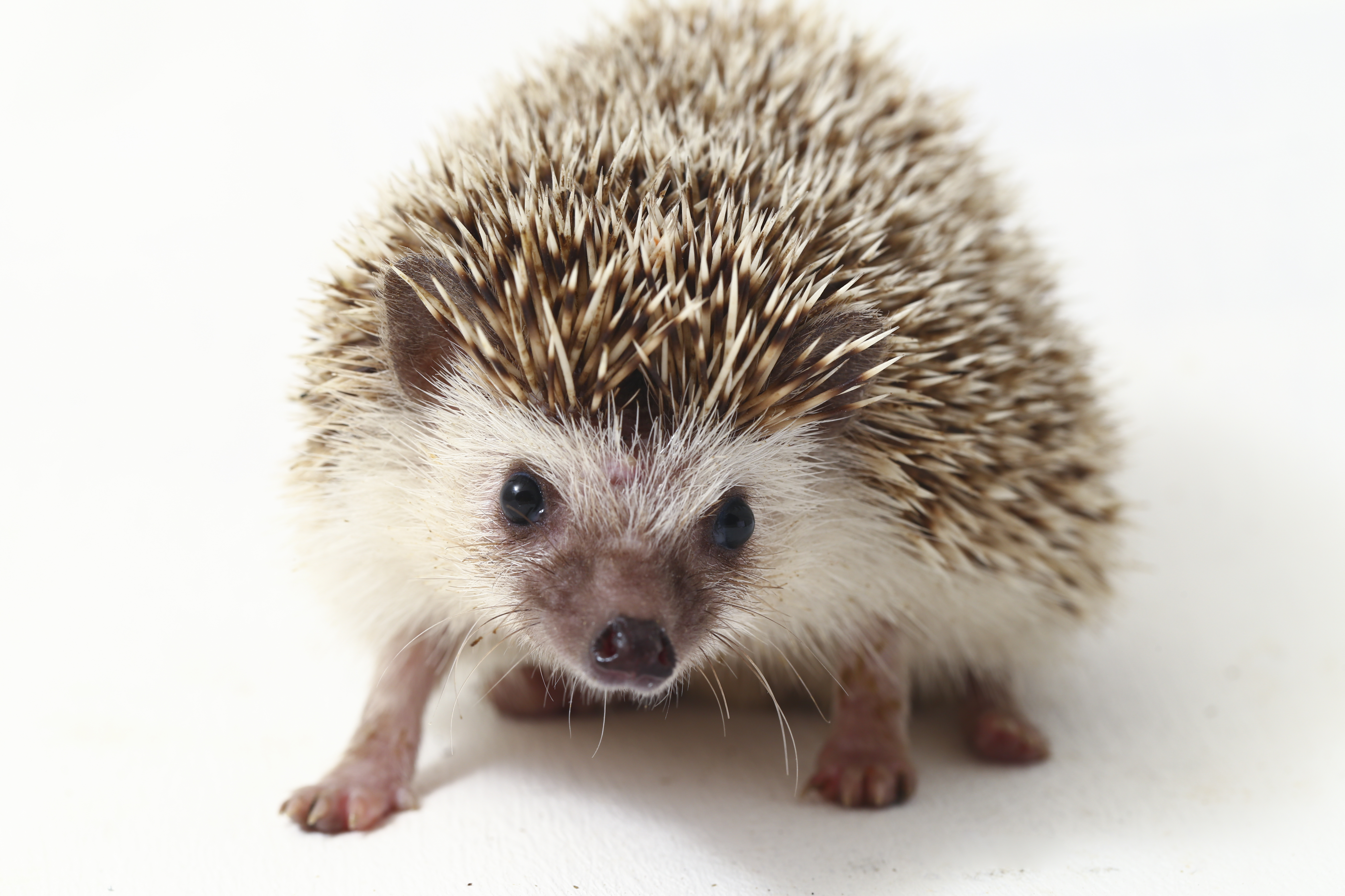 Prickles the Hedgehog
